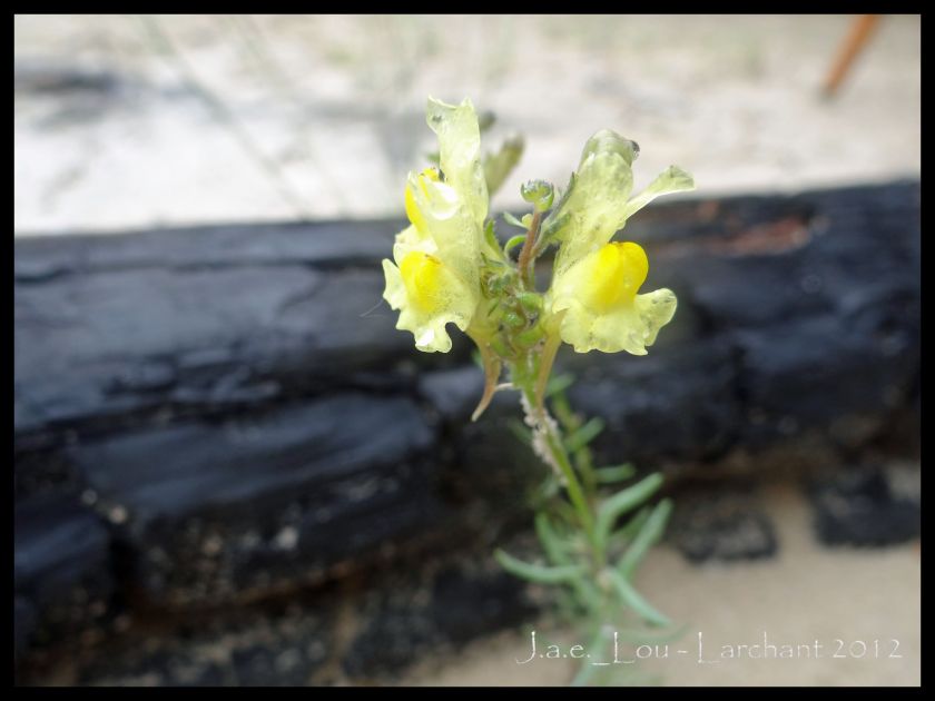 Linaria supina - Linaire couchée